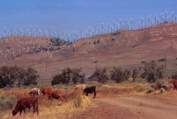 Cows & Windmills -
Tehachapee, California (2006) : Machine In The Garden : James Beyer Photography
